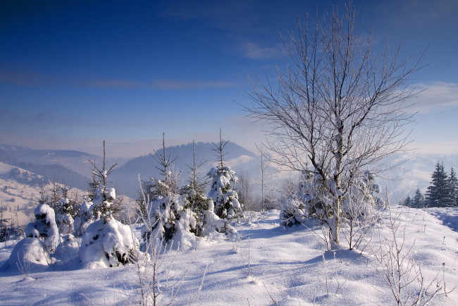 Обои картинки фото природа, зима, пейзаж, деревья, снег