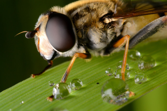 Обои картинки фото животные, пчелы, осы, шмели, макро, пчела, глаза