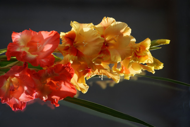 Обои картинки фото цветы, гладиолусы