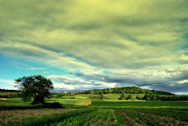 Обои картинки фото природа, поля, румыния, деревья, облака, пейзаж