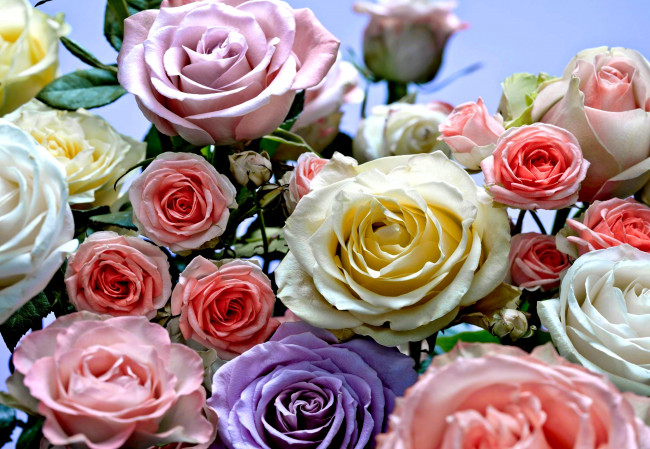 Обои картинки фото цветы, розы, сиреневый, розовый, кремовый