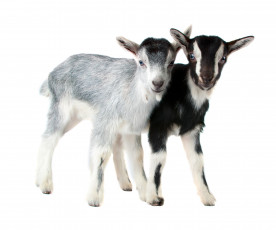 Картинка животные козы малыши