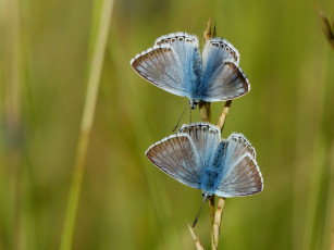 Картинка животные бабочки голубянки