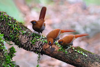 Картинка животные птицы фон три ветка дерево