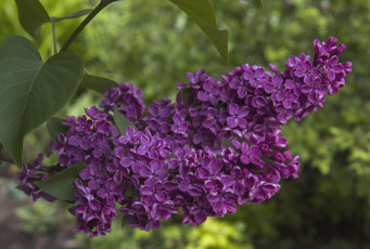 Картинка цветы сирень фиолет