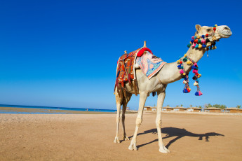 Картинка животные верблюды песок помпоны