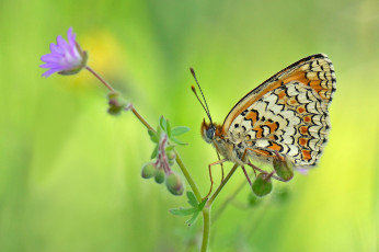 Картинка животные бабочки растение цветок бабочка фон