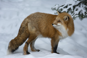 обоя животные, лисы, снег
