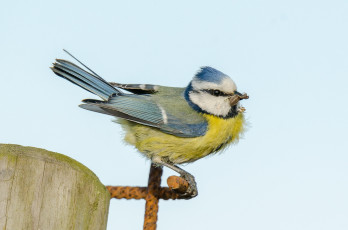 Картинка животные синицы +лазоревки природа фауна птичка