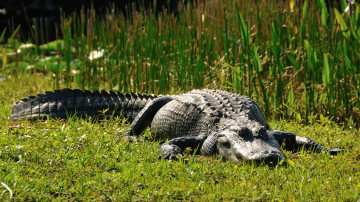 Картинка животные крокодилы берег крокодил