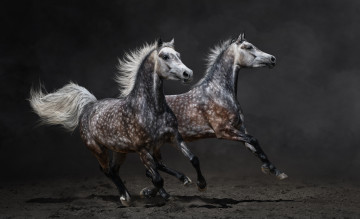 Картинка животные лошади гривы яблоки