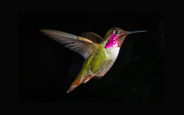 Картинка животные колибри птица hummingbird