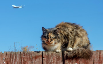 Картинка животные коты забор кошка фон