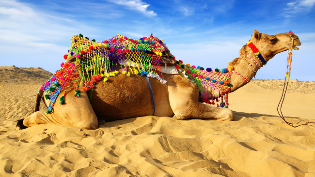 Обои картинки фото животные, верблюды, песок