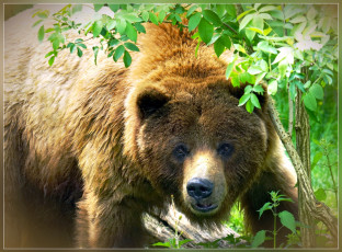 Картинка животные медведи трава медведь