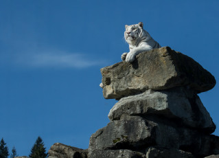 Картинка животные тигры белый тигр далеко гляжу трон камни высоко сижу