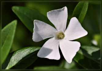 Картинка цветы белый цветок макро