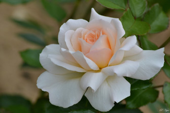 Картинка цветы розы макро лепестки роза