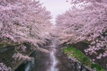 Картинка цветы цветущие+деревья+ +кустарники весна река парк сакура