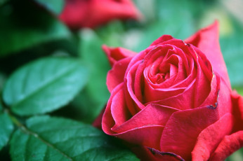 Картинка цветы розы макро бутон роза
