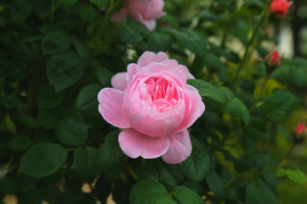 Картинка цветы розы роза розовый куст бутон