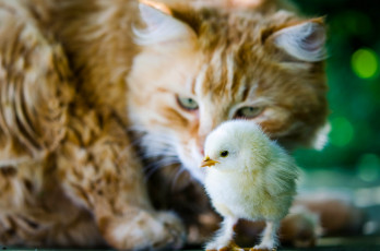 обоя животные, разные вместе, ситуация, птенец, цыплёнок, кошка, кот