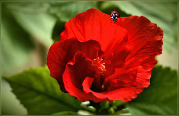 Картинка цветы гибискусы божья коровка красный гибискус