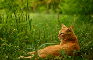 Картинка животные коты трава отдых рыжий кот