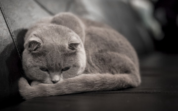 Картинка животные коты кот смотрит лежит серый