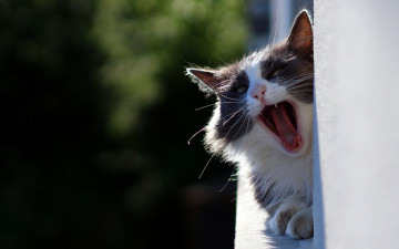 Картинка животные коты зевает зевок кошка кот
