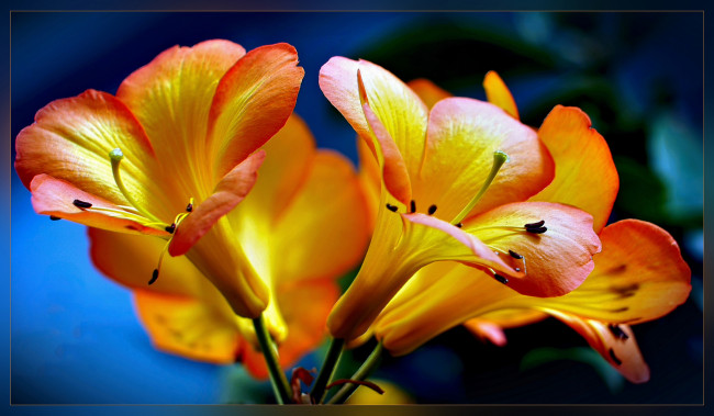 Обои картинки фото цветы, оранжевые, трубы