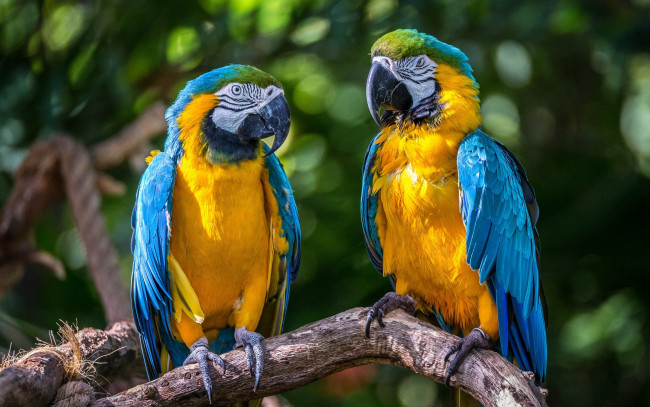 Обои картинки фото животные, попугаи, ара, сине-жёлтый, парочка, птицы