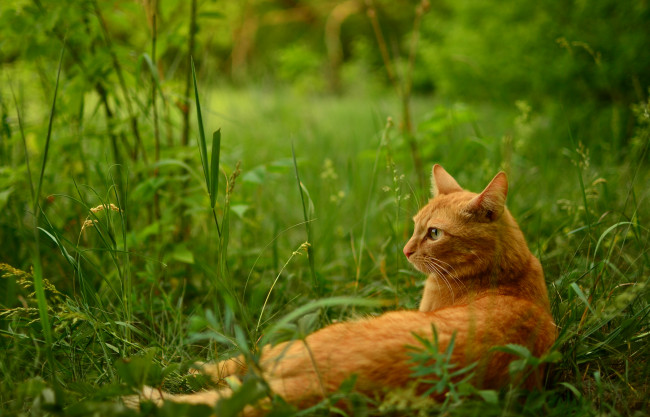 Обои картинки фото животные, коты, трава, отдых, рыжий, кот