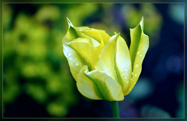 Обои картинки фото цветы, тюльпаны, роса, капли, тюльпан, цветок, весна, макро