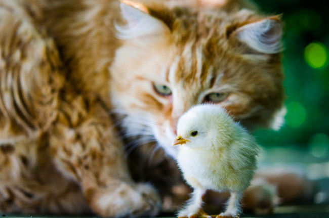 Обои картинки фото животные, разные вместе, ситуация, птенец, цыплёнок, кошка, кот
