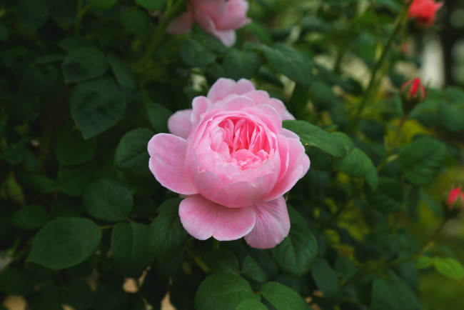 Обои картинки фото цветы, розы, роза, розовый, куст, бутон