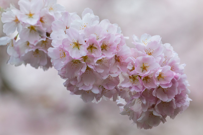 Обои картинки фото цветы, сакура,  вишня, ветка, вишня, цветение, цветки, макро
