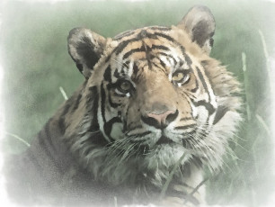 Картинка рисованное животные морда тигра тигр акварель рисунок