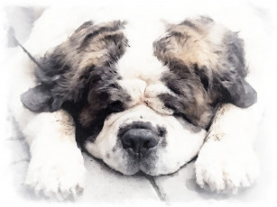 Картинка рисованное животные собака рисунок щенка акварель морда собаки