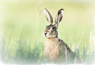 Картинка рисованное животные +зайцы +кролики заяц акварель