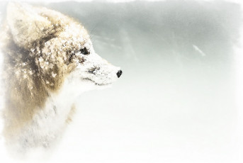 Картинка рисованное животные +лисы акварель лиса снег