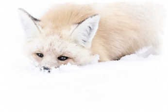 Картинка рисованное животные +лисы акварель лиса зима снег