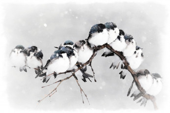 Картинка рисованное животные +птицы птицы акварель