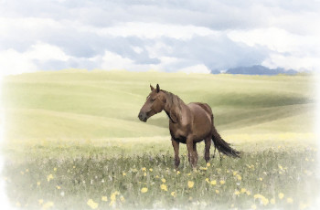обоя рисованное, животные,  лошади, трава, природа, поле, рисунок, лошади, акварель