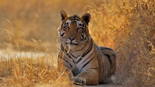 Обои картинки фото рисованное, животные,  тигры, акварель, тигр