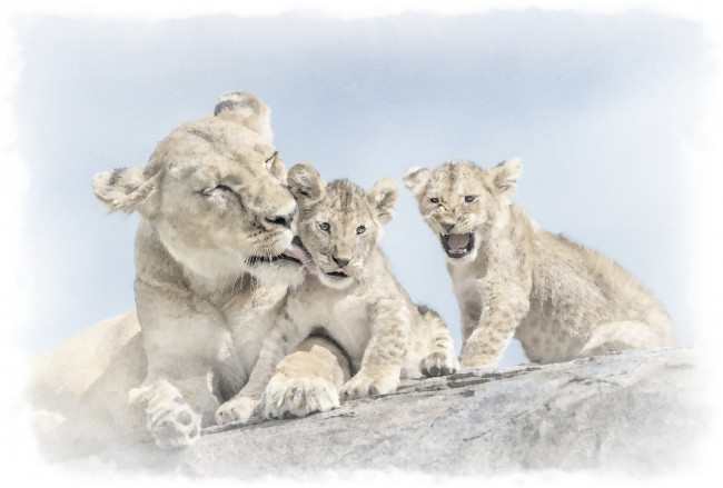 Обои картинки фото рисованное, животные,  львы, акварель, львиная, семья, львица, с, детенышами, рисунок, льва