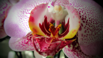 обоя цветы, орхидеи, макро