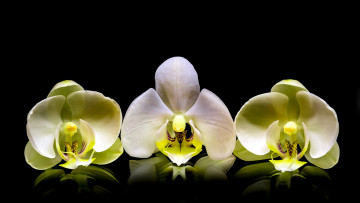 Картинка цветы орхидеи трио