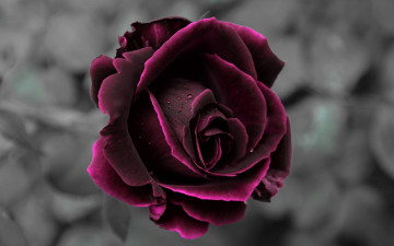 Картинка цветы розы макро бутон капли