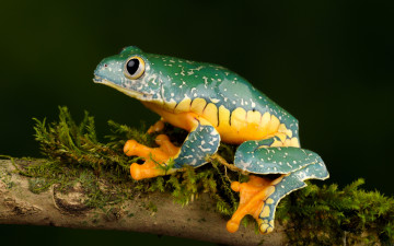 Картинка животные лягушки лягушка древесная мох ветка